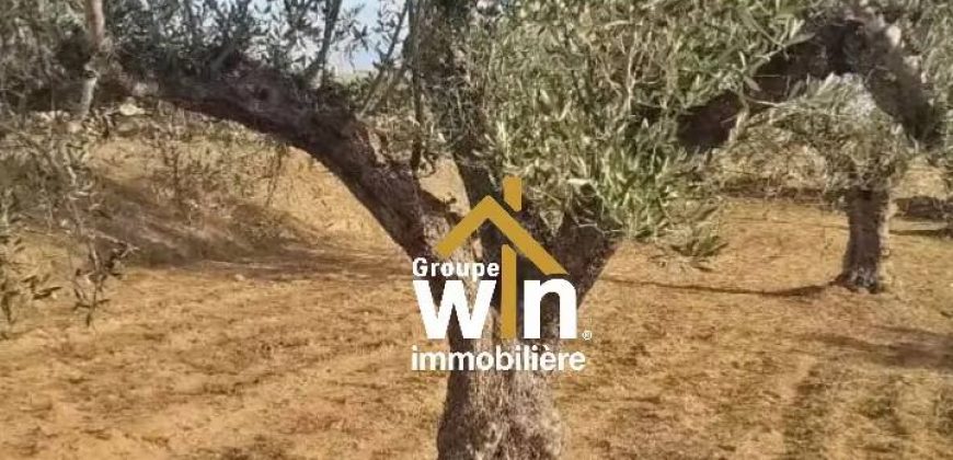 magnifique Terrain Agricole