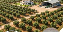 Opportunité d&rsquo;Investissement : Domaine Oléicole