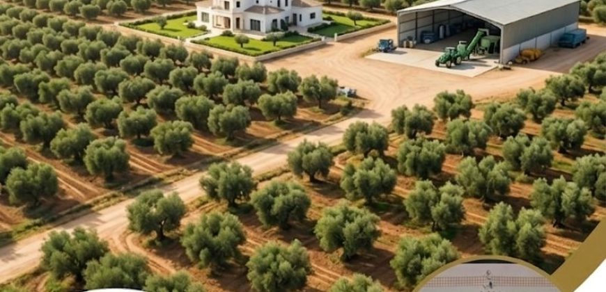Opportunité d&rsquo;Investissement : Domaine Oléicole