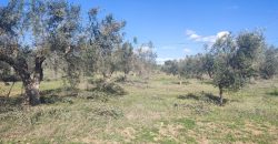 À vendre – Terrain agricole à Sidi Mtir