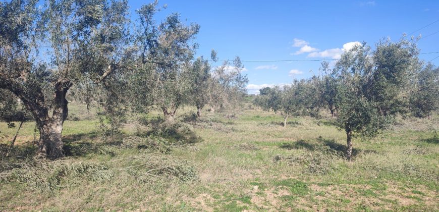 À vendre – Terrain agricole à Sidi Mtir