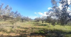 À vendre – Terrain agricole à Sidi Mtir