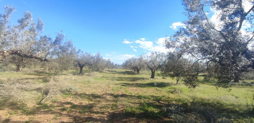 À vendre – Terrain agricole à Sidi Mtir