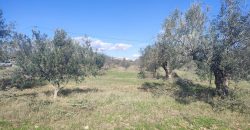 À vendre – Terrain agricole à Sidi Mtir