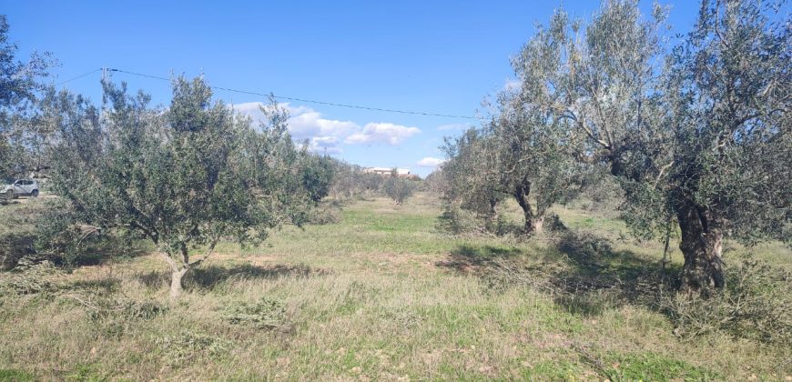 À vendre – Terrain agricole à Sidi Mtir