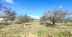 À vendre – Terrain agricole à Sidi Mtir