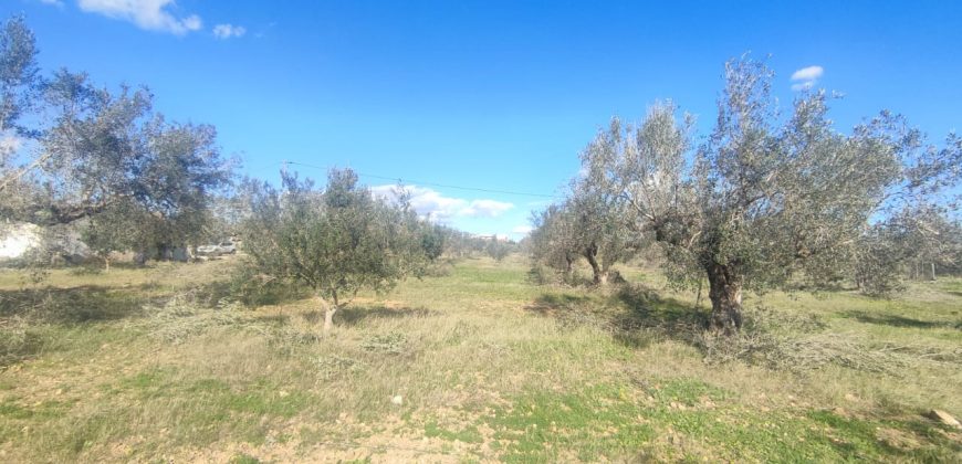 À vendre – Terrain agricole à Sidi Mtir