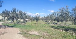 À vendre – Terrain agricole à Sidi Mtir