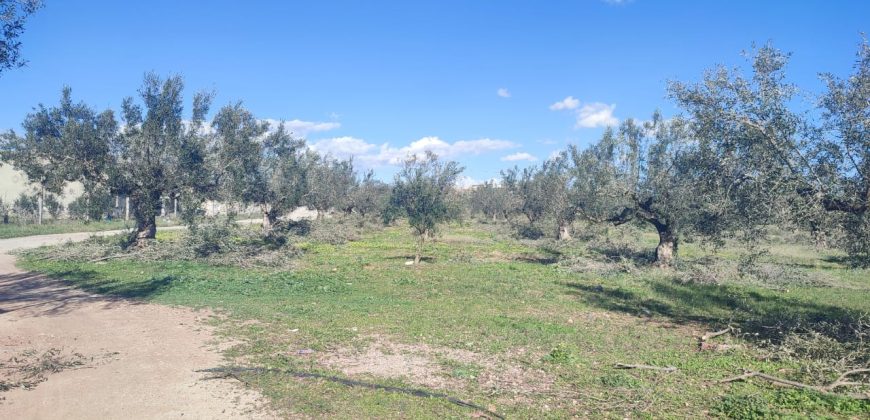 À vendre – Terrain agricole à Sidi Mtir