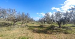 À vendre – Terrain agricole à Sidi Mtir