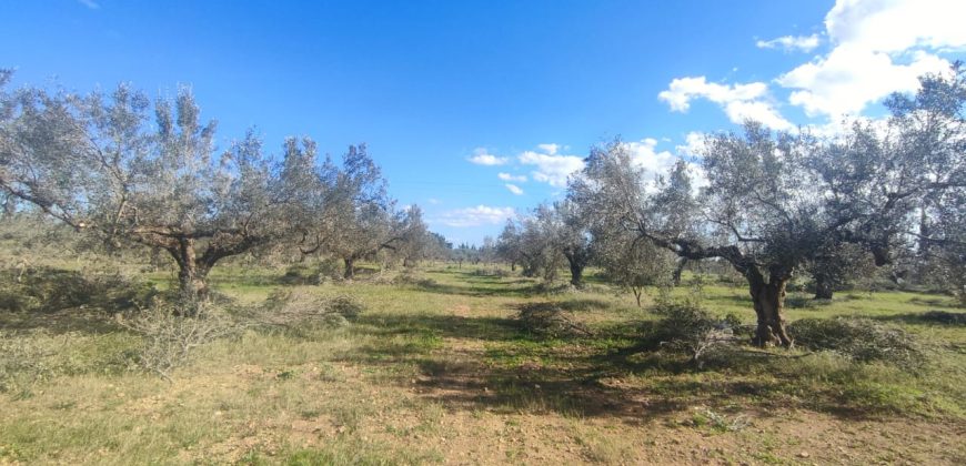 À vendre – Terrain agricole à Sidi Mtir